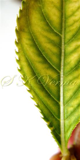  Leaf margin with glandular teeth